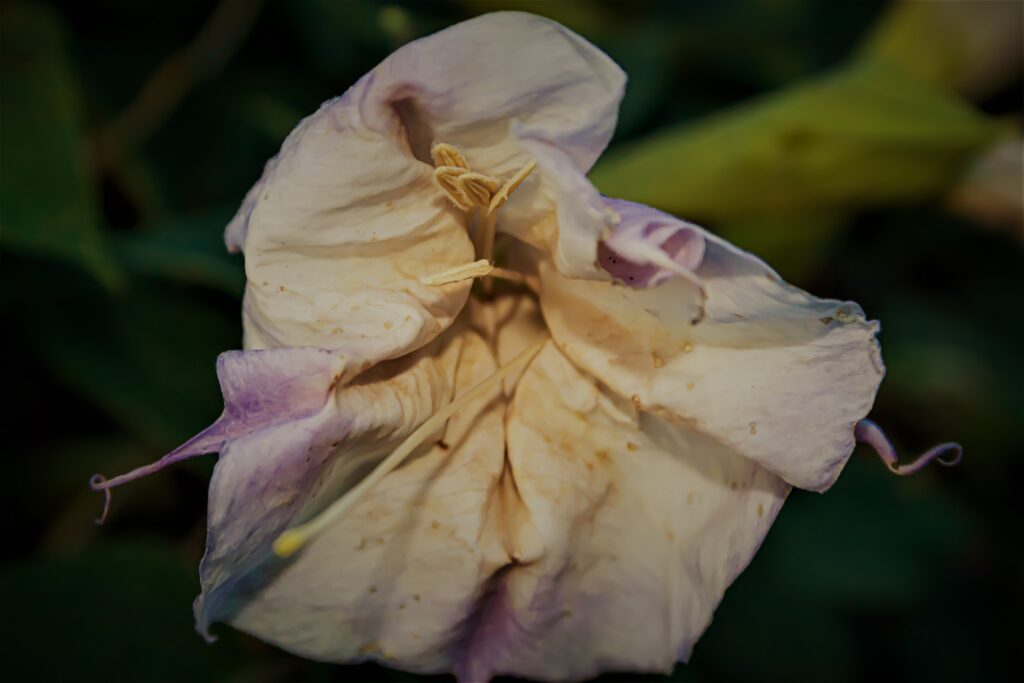 datura blossom - photo by Bradley Nordell