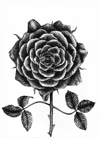 Igneus Press publisher’s mark: a rose