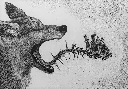 art-coyote laughing a thorny flower