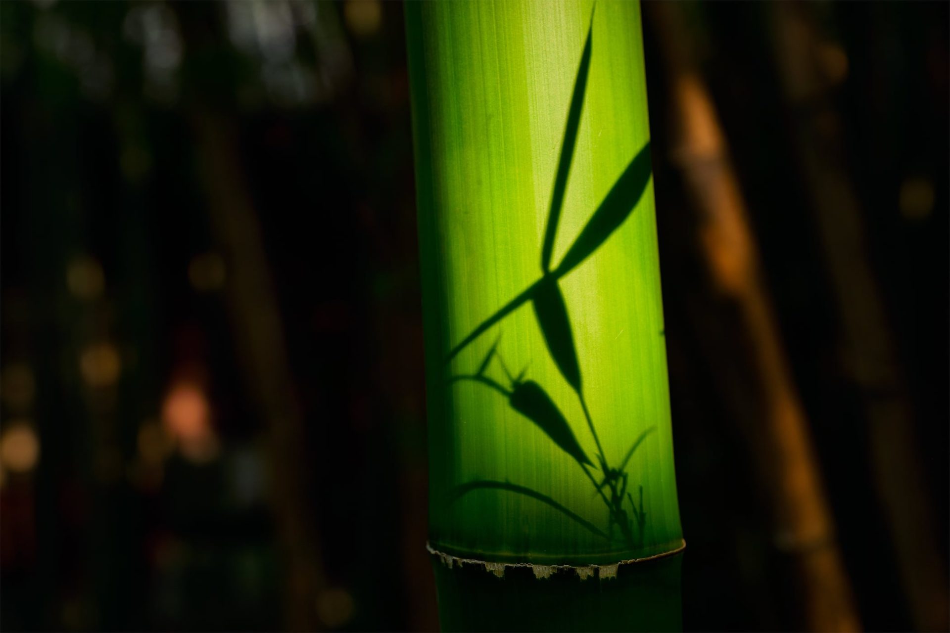 Close-up of a green bamboo stalk with the shadow of its leaves and branches cast upon it. The background is dark and blurred.