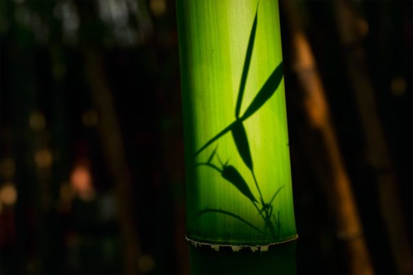 Close-up of a green bamboo stalk with the shadow of its leaves and branches cast upon it. The background is dark and blurred.