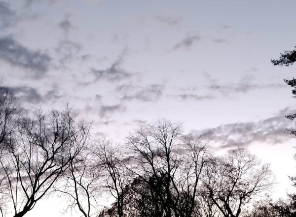 overcast sky and trees