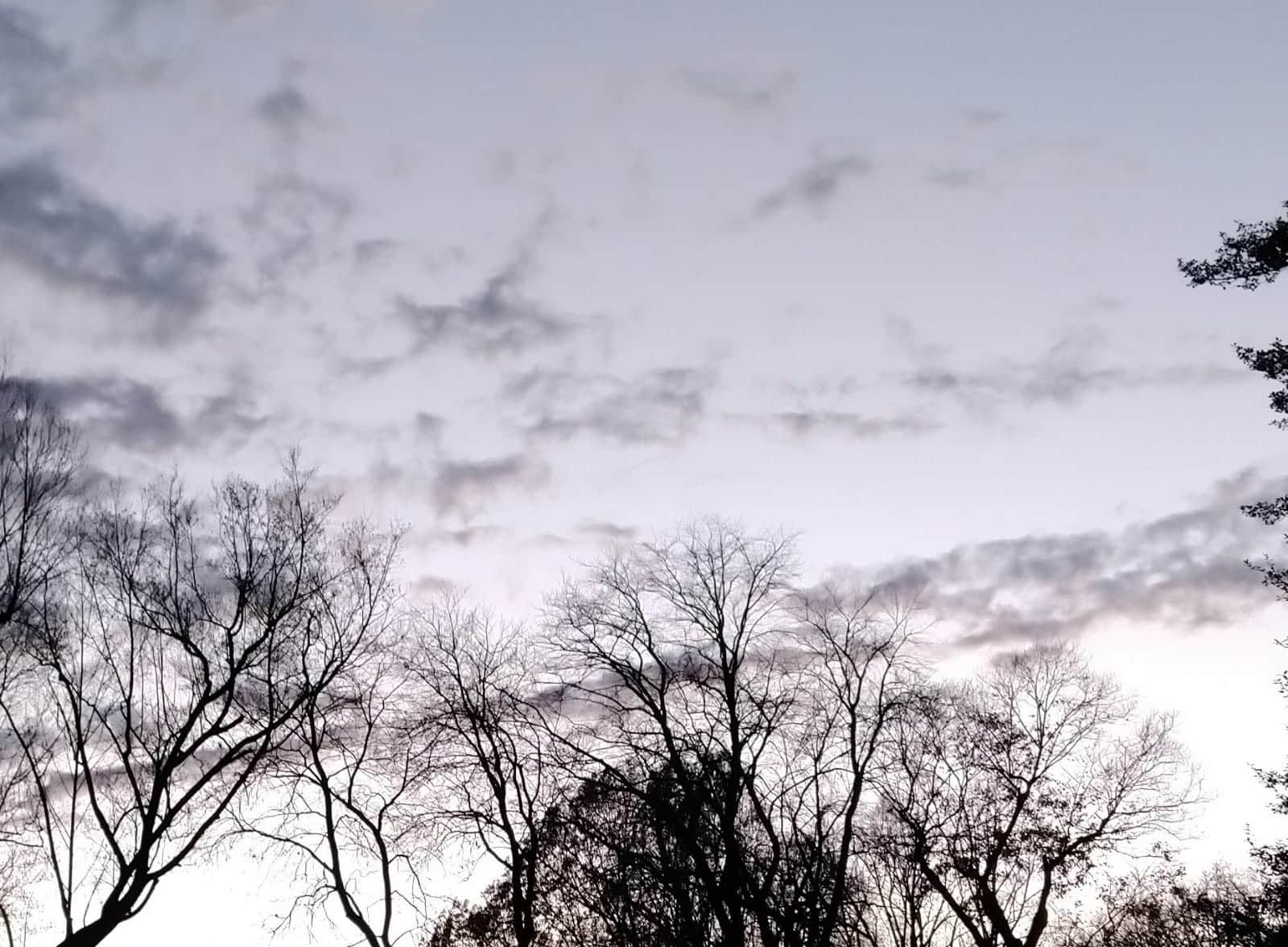 overcast sky and trees